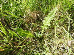 Cirsium