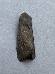 Aporophyla lutulenta