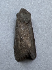 Aporophyla lutulenta