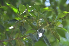 Chiococca phaenostemon