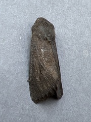 Aporophyla lutulenta