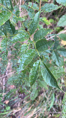 Fraxinus excelsior