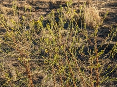 Euthamia occidentalis