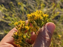 Euthamia occidentalis