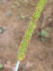 Alopecurus aequalis