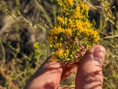 Euthamia occidentalis