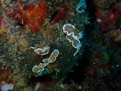 Glossodoris rufomarginata