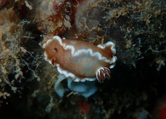 Glossodoris rufomarginata