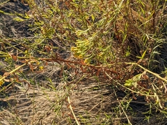 Euthamia occidentalis