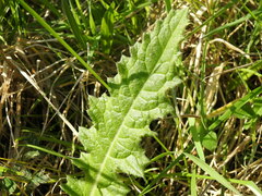 Cirsium