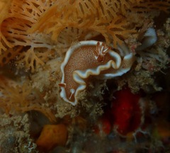 Glossodoris rufomarginata