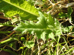 Cirsium