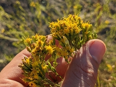 Euthamia occidentalis