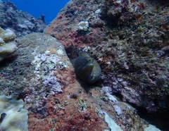 Gymnothorax meleagris