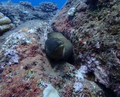 Gymnothorax meleagris