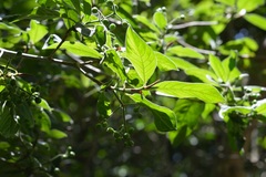 Psychotria erythrocarpa