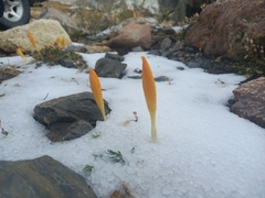 Crocus scharojanii