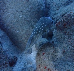 Chilomycterus reticulatus