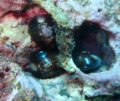 Monetaria caputophidii