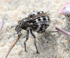 Brachycerus