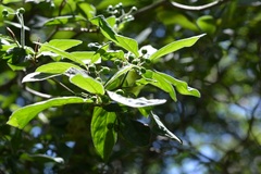 Psychotria erythrocarpa