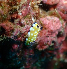 Goniobranchus vibratus