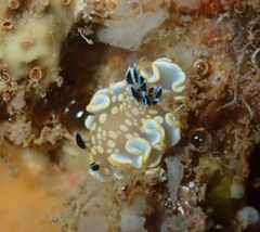 Ardeadoris tomsmithi