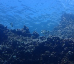 Acanthurus guttatus