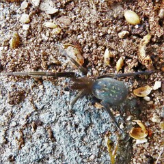 Phyxelididae