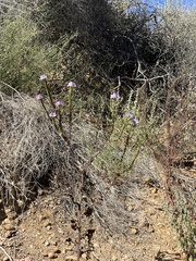 Phacelia grandiflora