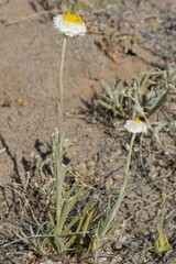 Polycalymma stuartii