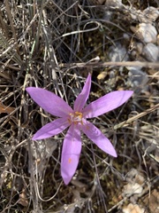 Colchicum autumnale