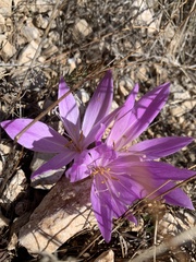 Colchicum autumnale