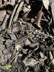 Calliophis intestinalis