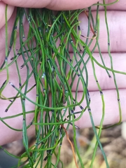 Equisetum scirpoides