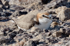 Charadrius ruficapillus