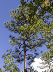 Pinus engelmannii