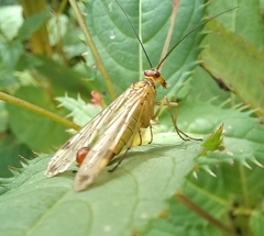 Panorpa cognata
