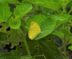 Eurema hecabe