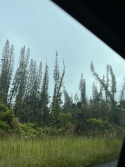 Araucaria columnaris