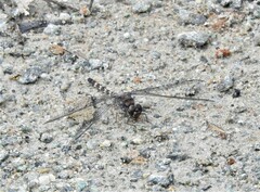 Bradinopyga geminata