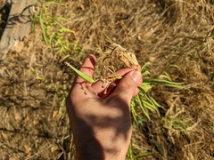 Asclepias fascicularis