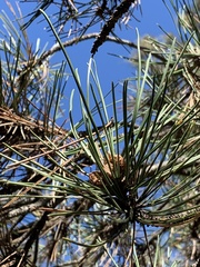 Pinus nigra