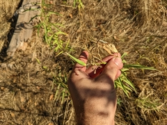 Asclepias fascicularis