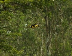 Troides minos