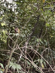 Maclura cochinchinensis
