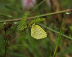 Eurema brigitta
