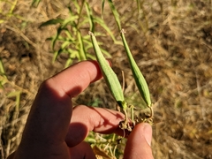 Asclepias fascicularis