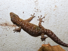 Afrogecko porphyreus