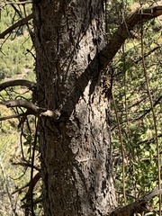 Pinus nigra